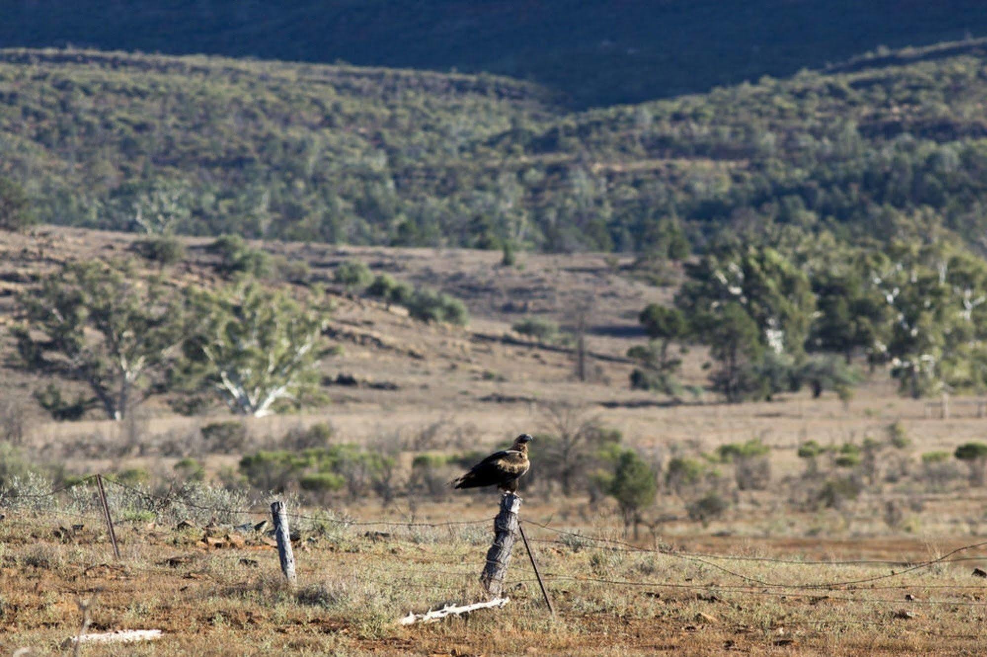Готель Rawnsley Park Station Flinders Ranges Екстер'єр фото
